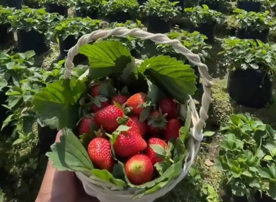 petik strawberry